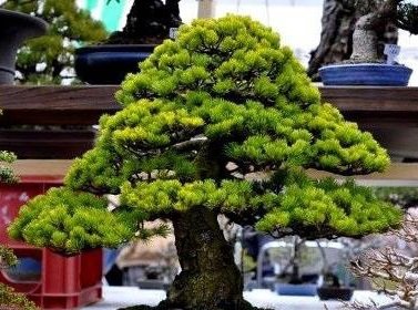 Thông bonsai làm cây cảnh tuyệt đẹp